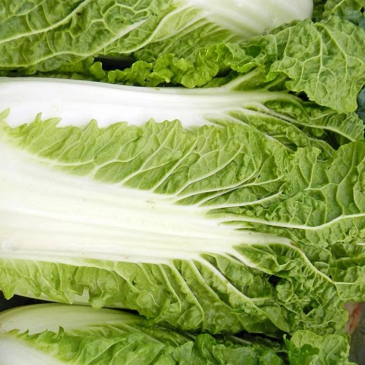 Южная Африка свежий сельдерей капусты, сельдерей капусты