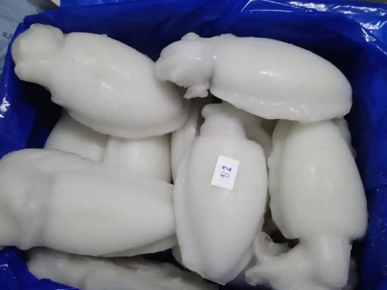 Top quality Cuttlefish  whole cleaned , Individual frozen cleaned cuttlefish from India, whole cleaned frozen cuttlefish IQF