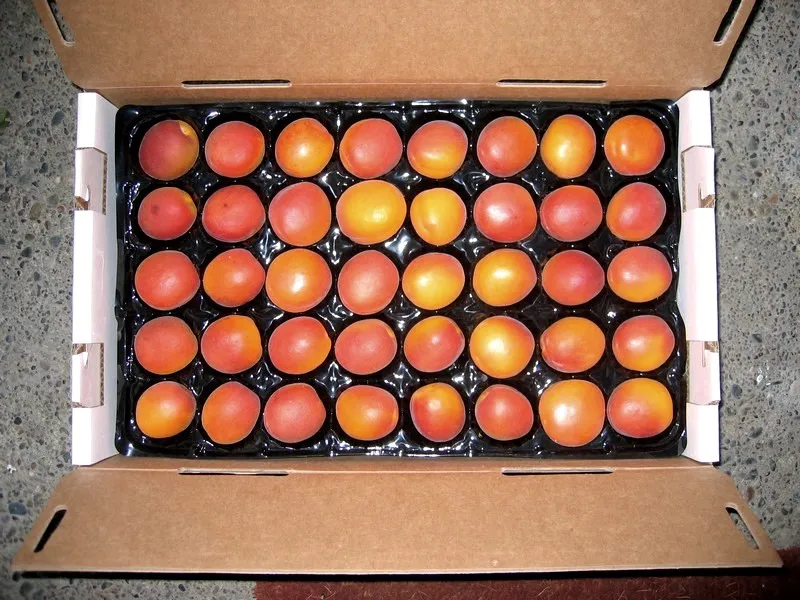 
Fresh Apricot new crops 