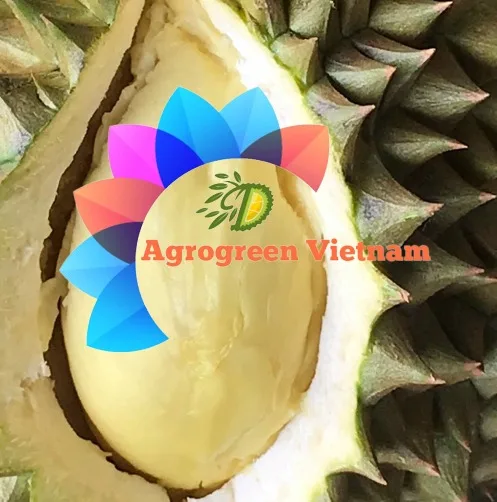 Premium Quality Frozen Durian Fruit From Vietnam Farmer Grow Bulk