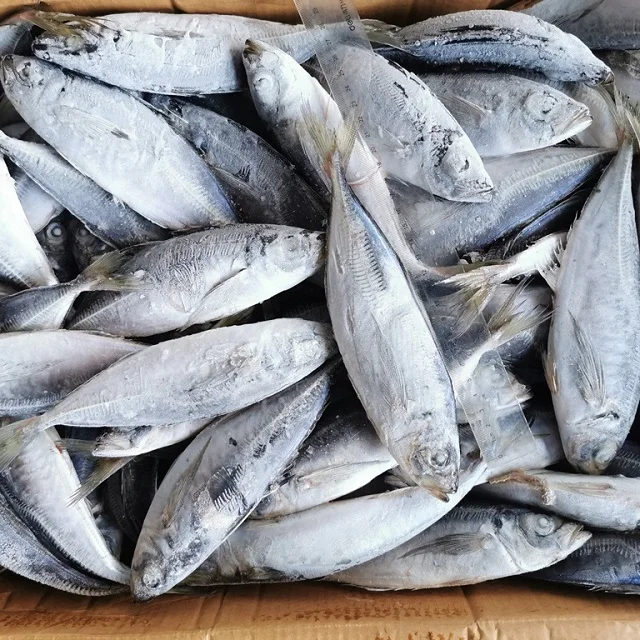New Season Frozen Pacific Mackerel Fish best price