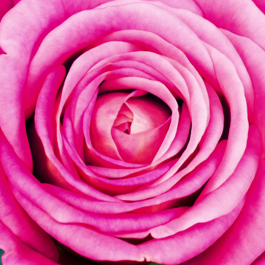 Super Quality Beverage Rose Liqueurs Rosolio 1870 with Gift Box