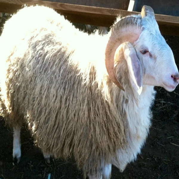 
Strong Healthy Live Georgian sheep for sale worldwide 
