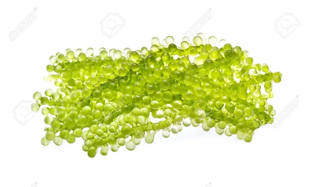 
Fresh Seagrapes/ Salted Seagrapes/ Seagrape Powder Whatsapp +84 845 639639 