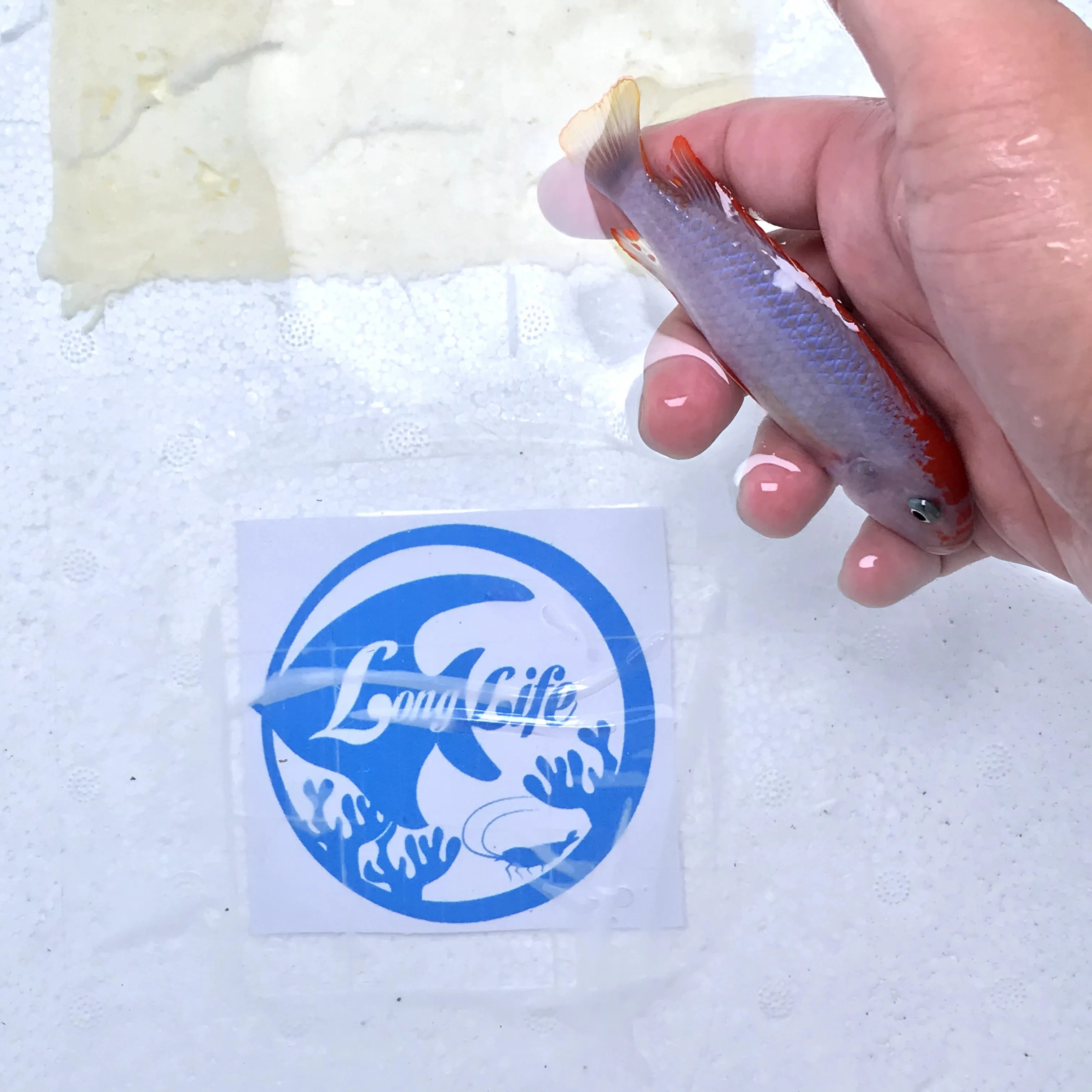 
Farm bred Pseudotropheus red top Ndumbi African Malawi Cichlids For sale 