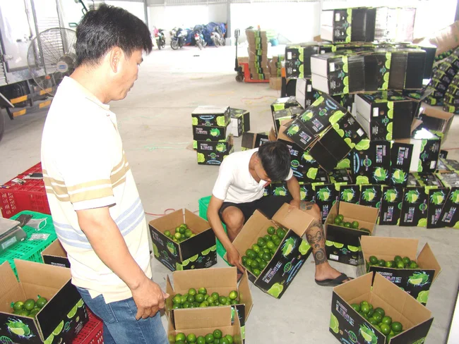 VIETNAM FRESH SEEDLESS LIME GREAT QUALITY FOR BUYER WHATSAPP WECHAT VIBER 0084326572671