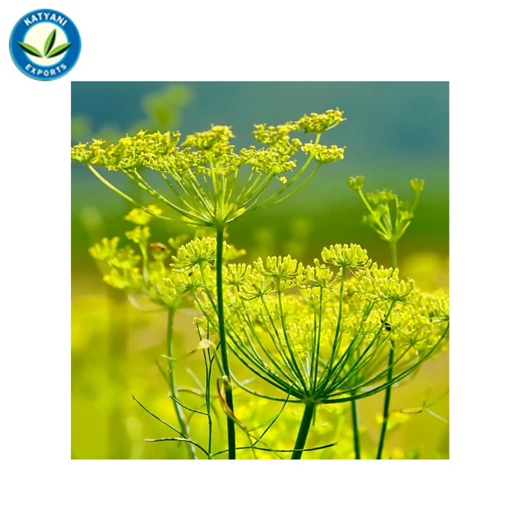 Manufacturer of Natural Ingredient Made Organic Fennel Seed Essential Oil at Low Price