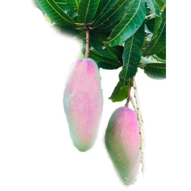 Supanij Thailand Premium Royal Delicious Sweet Mahachanok Mango Premium Quality for 100% Export