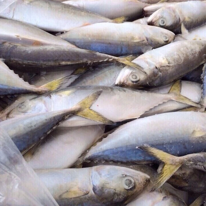 INDIAN MACKEREL FOR SALE