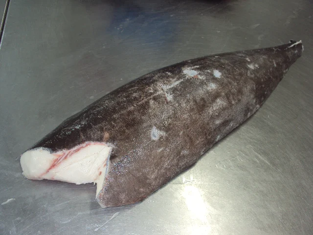 Свежая замороженная филе масляной рыбы/масляная рыба HGT(Lepidocybium flavoбрюneum) премиального качества