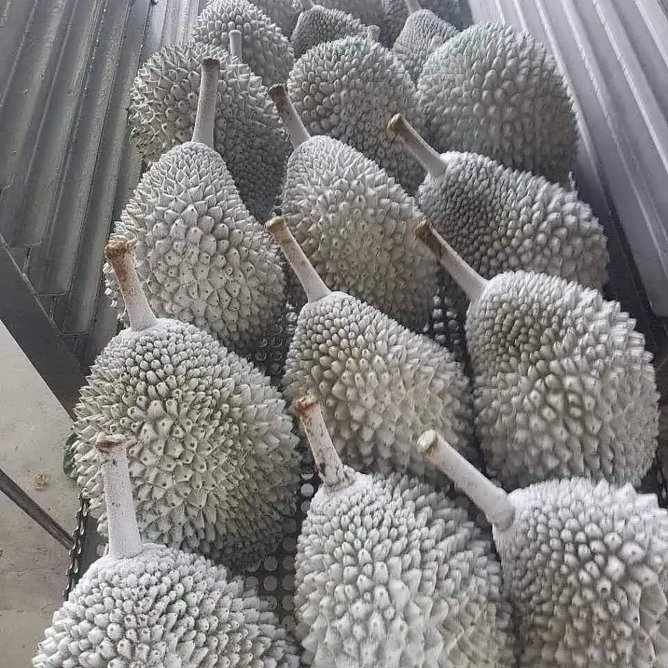 FROZEN  MONTHONG DURIAN top quality / +84963818434 w