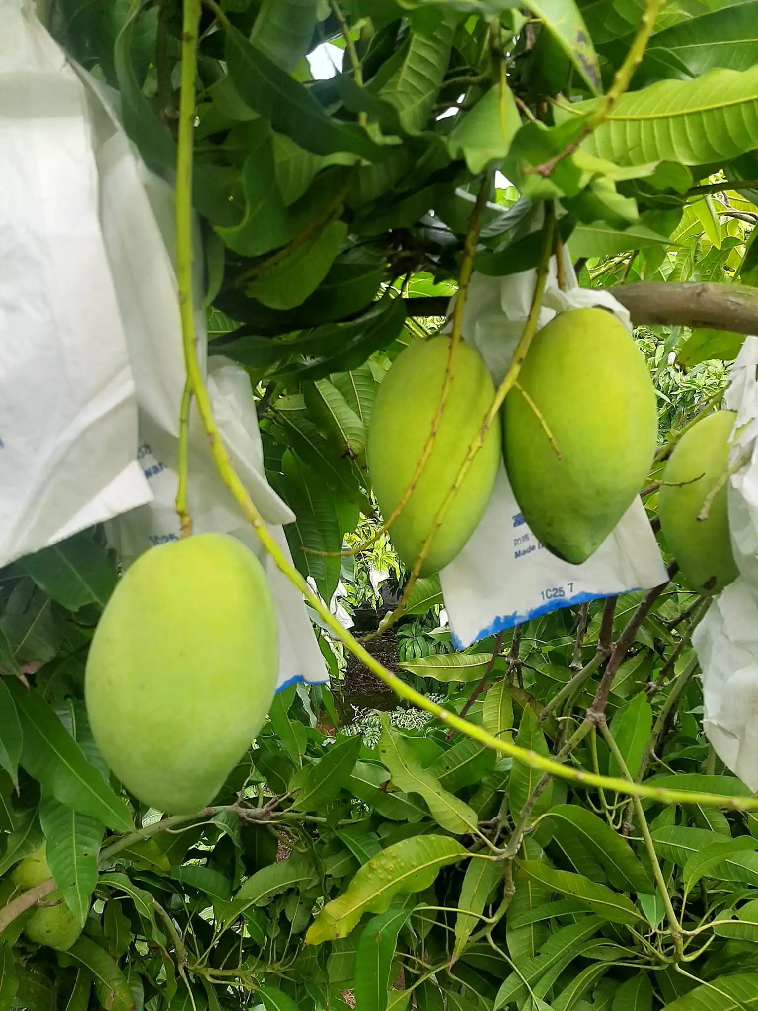 Best Selling Fresh Mango Made In Viet Nam Tropical Fruit Size 8cm High Quality Green Or Yellow Color