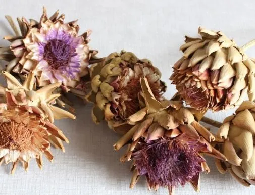 HIGH QUALITY DRIED ARTICHOKE FLOWER WITH GOOD PRICE / WHATSAPP 84 845 639 639 Ms.Holiday