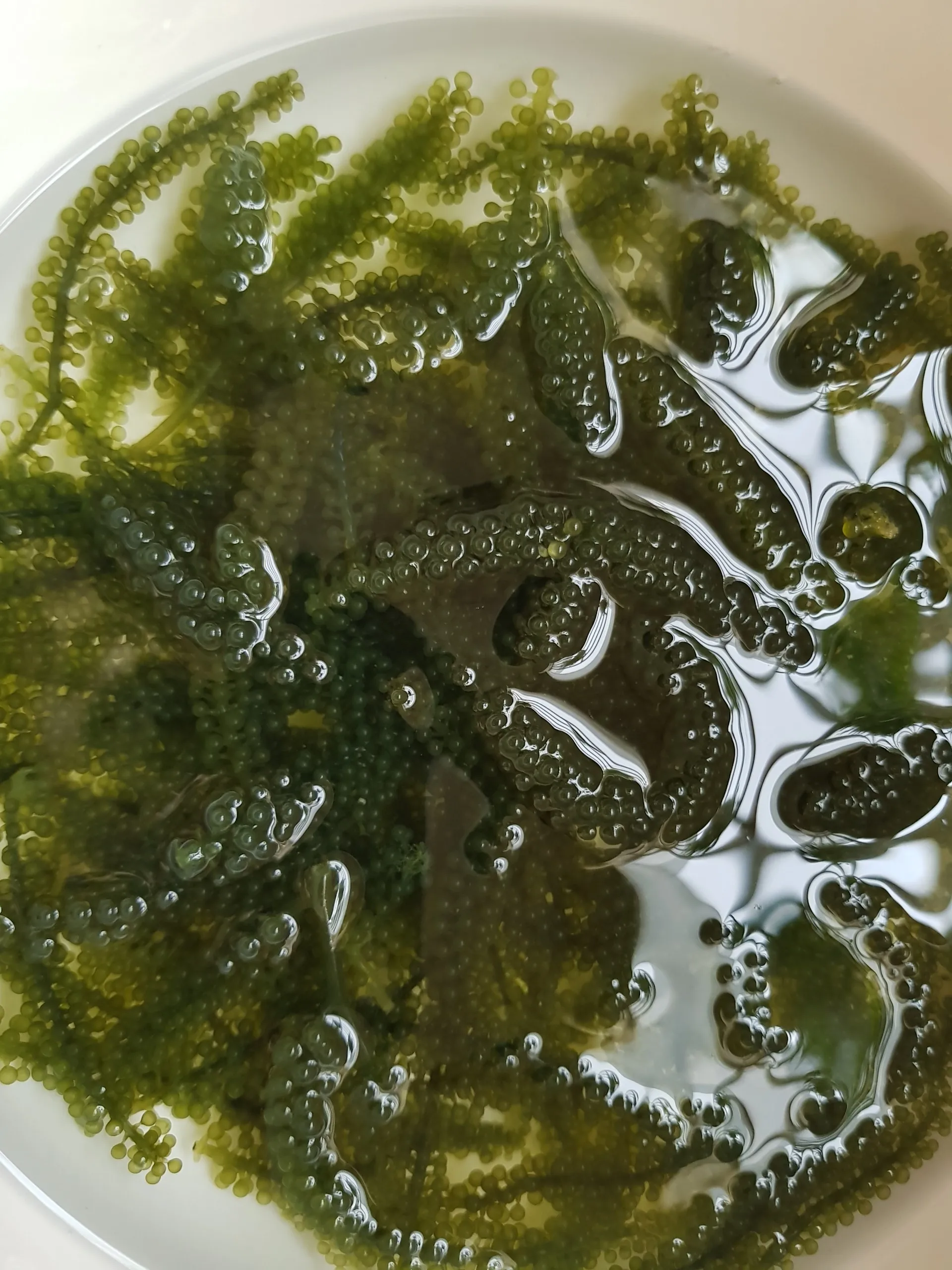 
DEHYDRATED SEAGRAPES VIETNAM 2020 