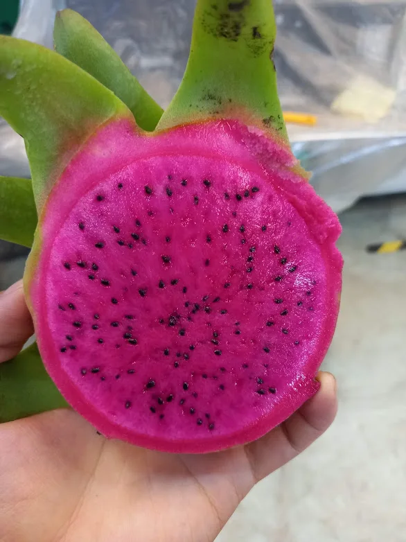  Красный/белый (питайя) фрукты пара термической обработки высокое качество свежая питайя естественного сладкого 0084947900124