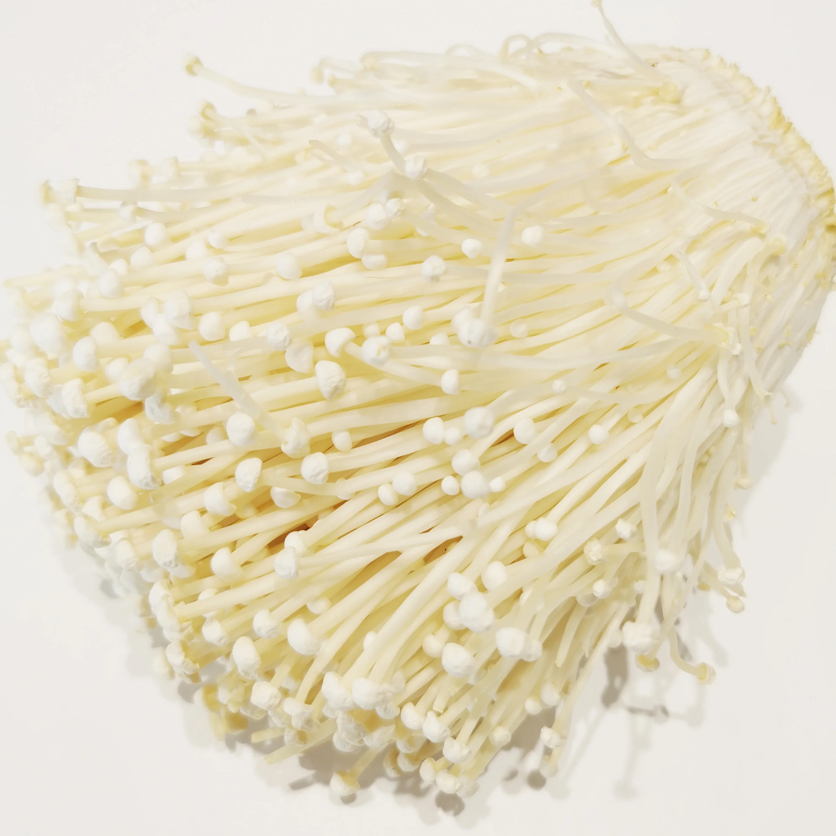 
Fresh Enoki Mushroom from China with wholesale price 