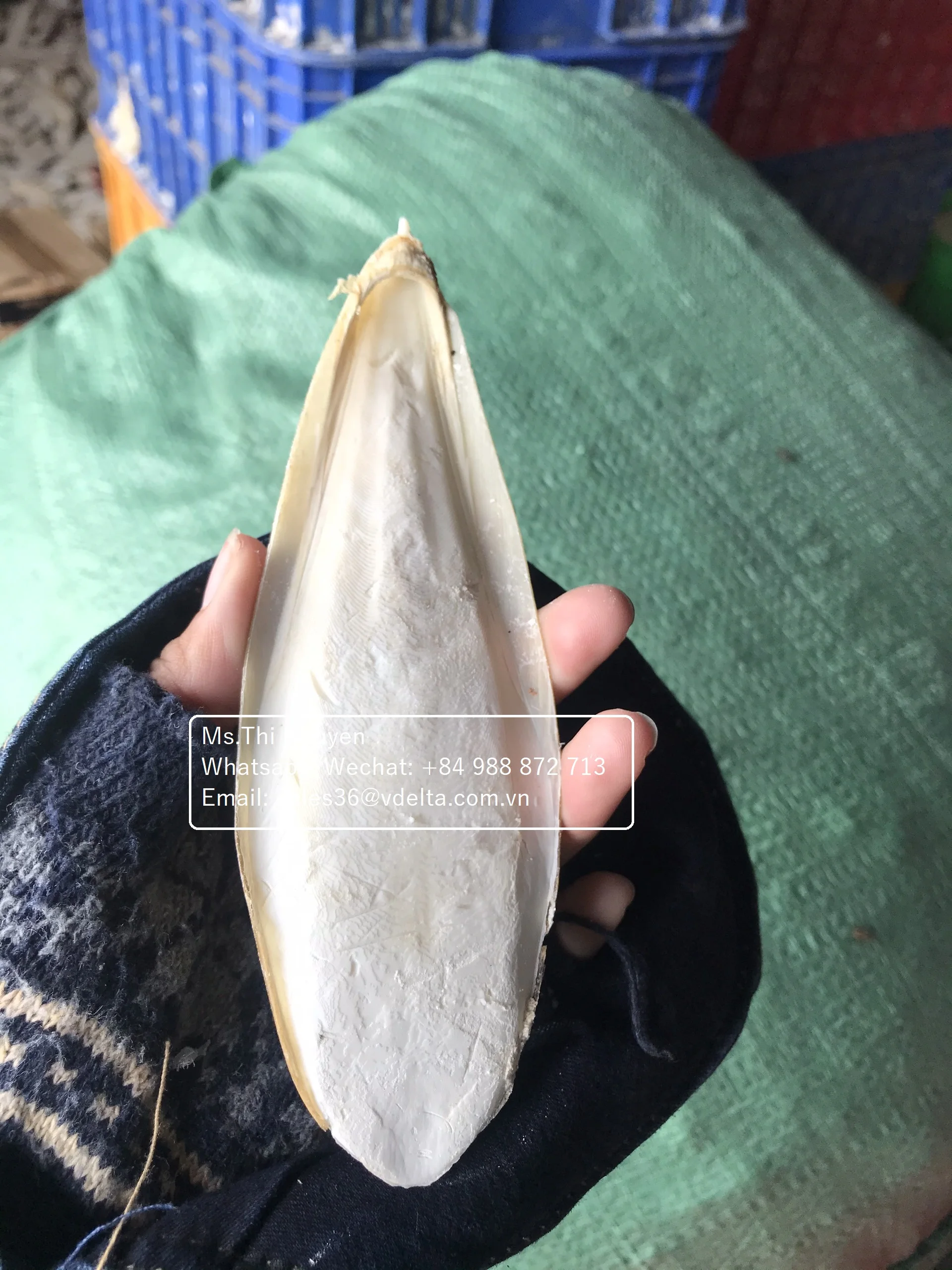 Высушенная мытая Рыбная кость-лучшая еда для птиц и животных/Ms.Thi Нгуен + 84 988 872 713