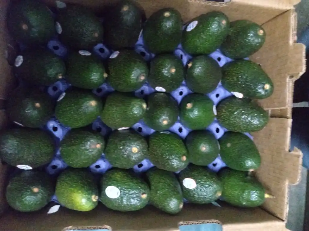 Top Quality All caliber Avocados Food Price Cold Storage Natura Mixed Drinks Fresh Fruit Importers Import Export  D
