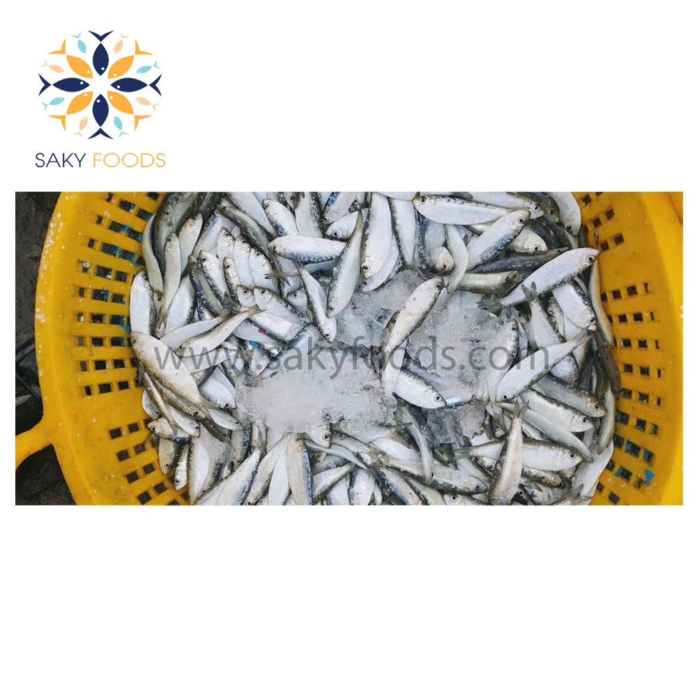 100% Natural Frozen sardine fish Good price frozen WR sardine fish for good sale Block Bulk Style Packaging