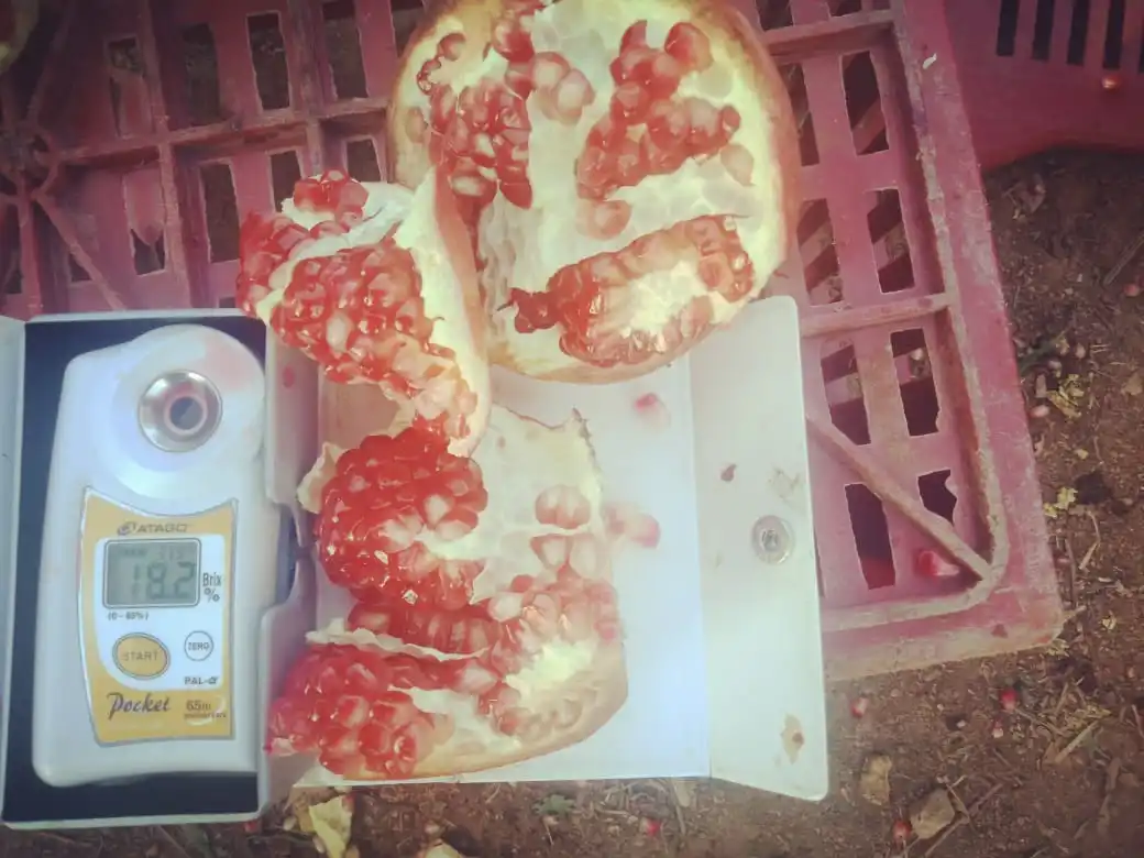 Свежий гранат замечательный