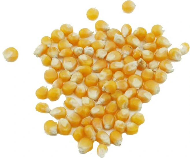  yellow maize argentina