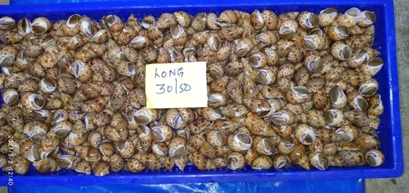 Top quality baigai long tail from India topshell good