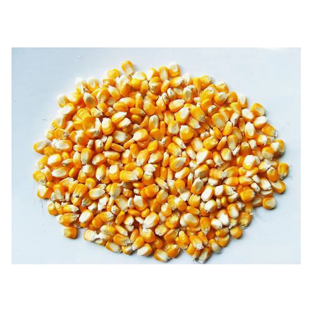 Dried Grade Yellow & Red Maize/Corn/ Non-GMO fit for Human Consumption and Animal Feed