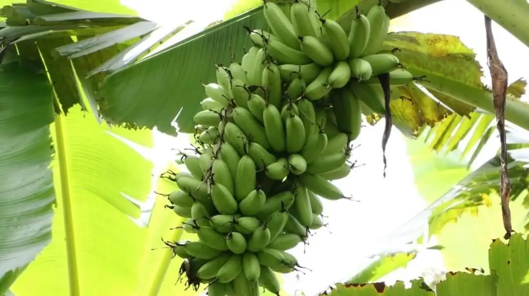 amadurecimento da banana