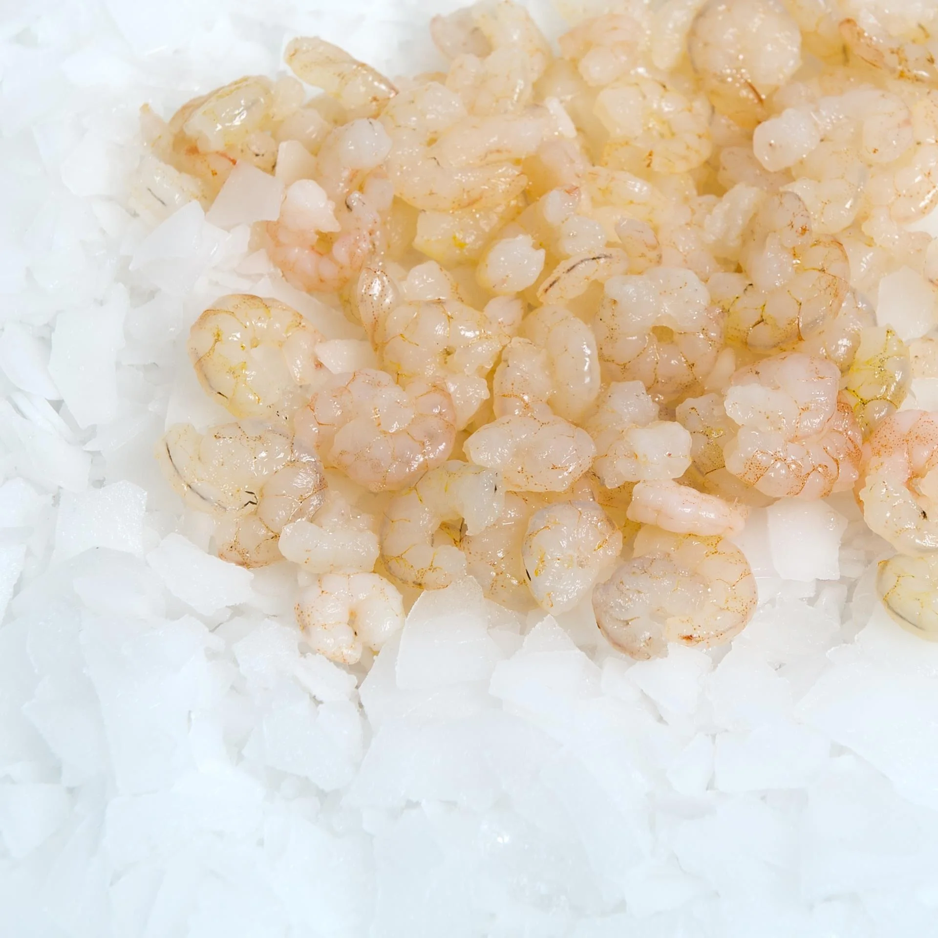 Fresh Pud Shrimps in Jumbo Size
