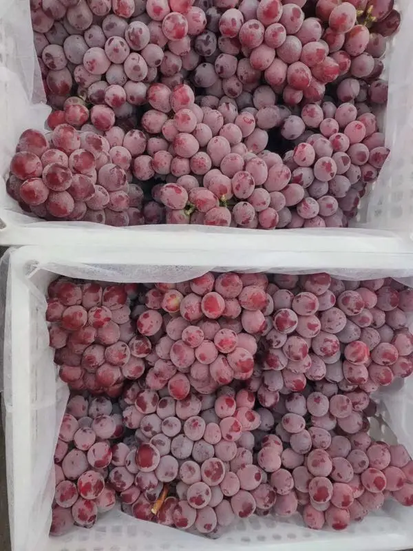High quality Fresh Grapes for sale