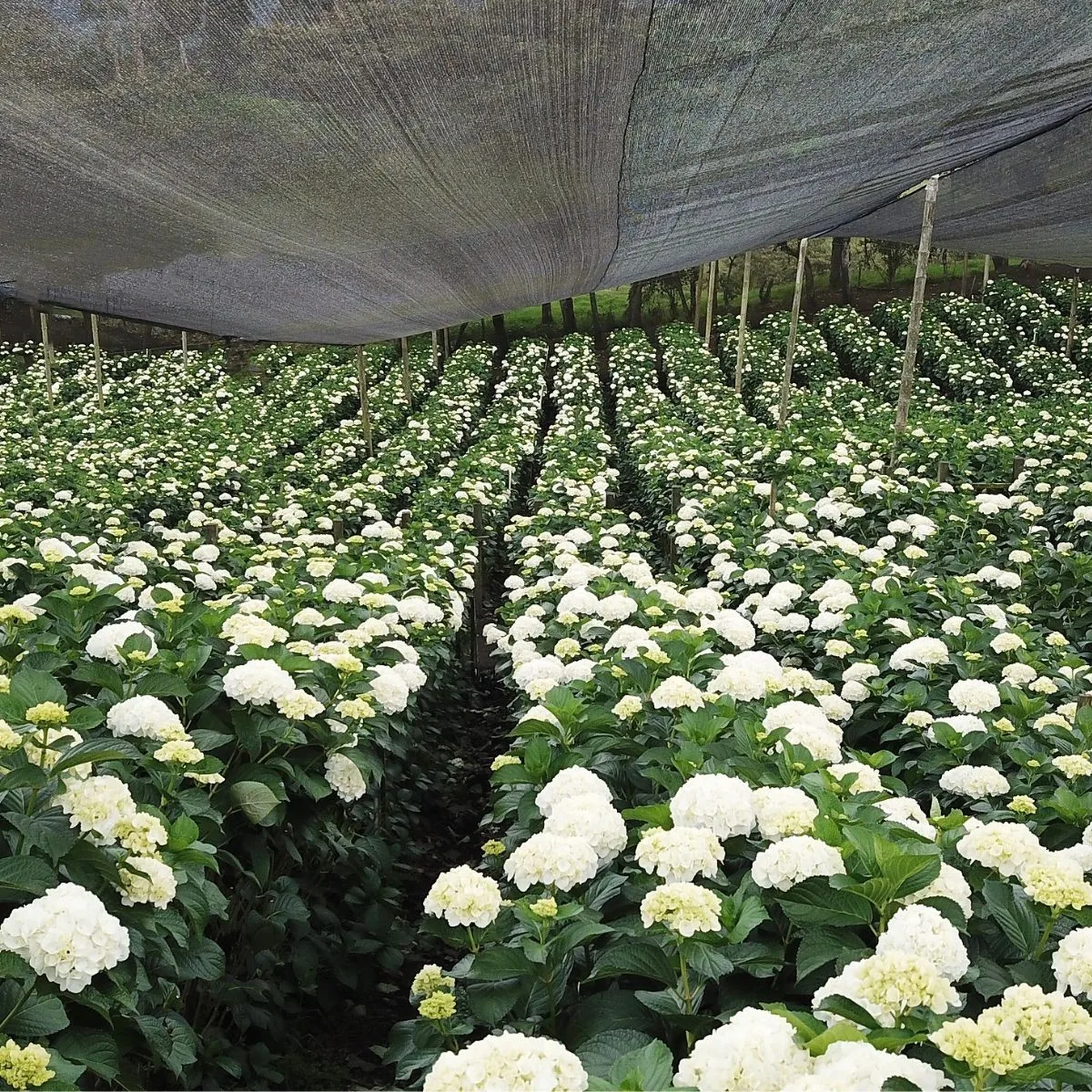 decorative flowers Real fresh cut Hydrangea premium quality JUMBO size (23/25) cm acqua light Blu colour fresh flowers