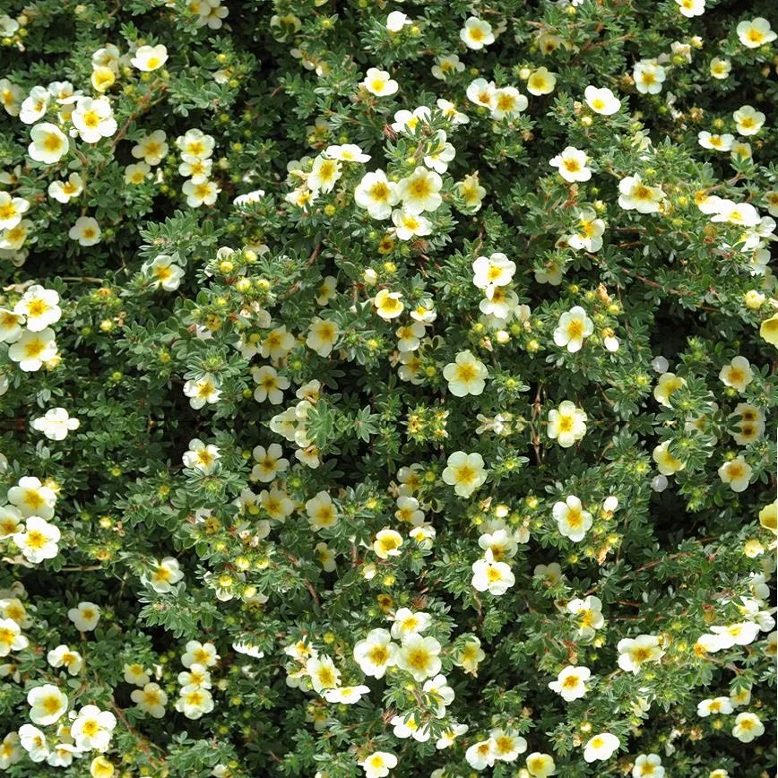 High quality kuril tea