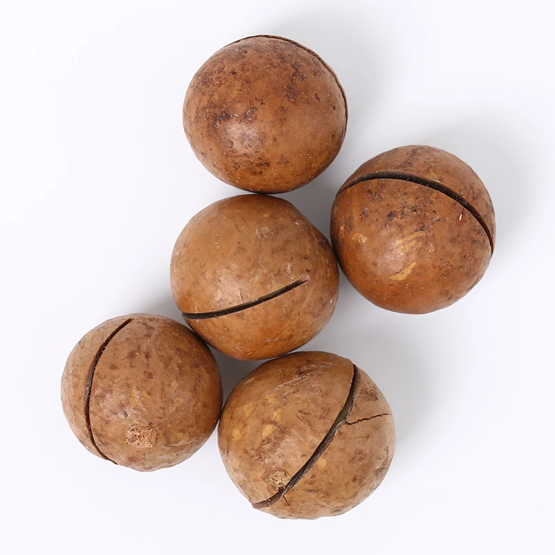
Macadamia Nuts In the Shell Bulk Supply for Export at Best Prices 