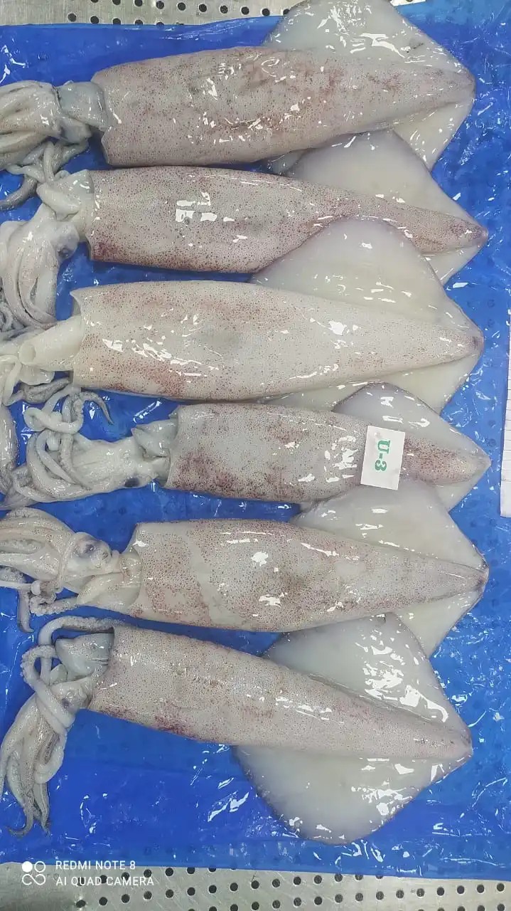 Высшее качество замороженный лолиго кальмар цельный круглый блок из Индии размер U/3 3/6 6/10