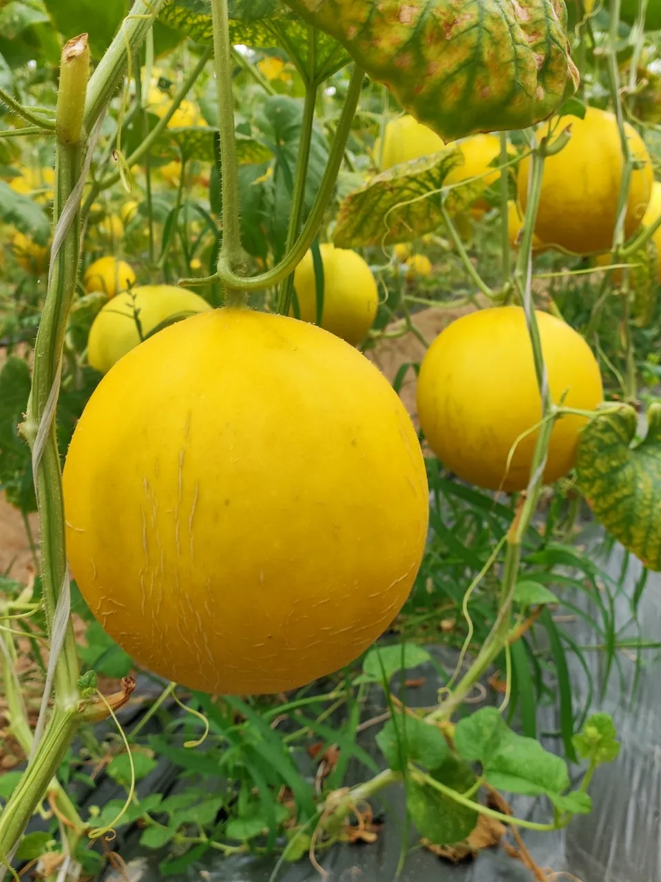 Sweet Yellow Canary Melon cheap price High quality from company in Vietnam buy now