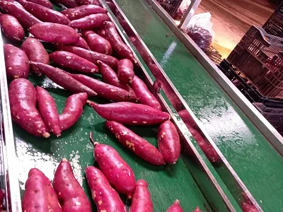 Картонные коробки общего типа культивирования 100% натуральный 170-450 кг сладкий картофель фиолетовый телесный Вьетнам с экспортным качеством