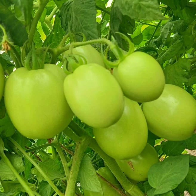  Гибридные семена томатов 3030 для посева квадратного круглого пакета 10 г Африки