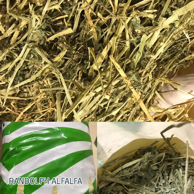 Alfalfa Hay Premium Second Cut High Protein For Small Animals Product from Thailand