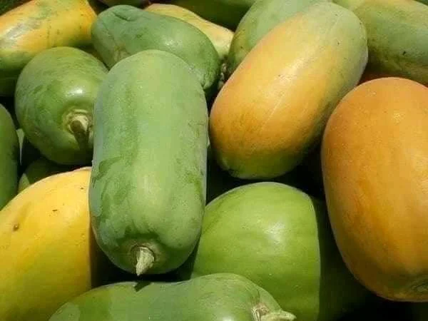 
Buy Good Taste Hot Selling Fresh Quality Papayas for Wholesale Purchase cheap price 