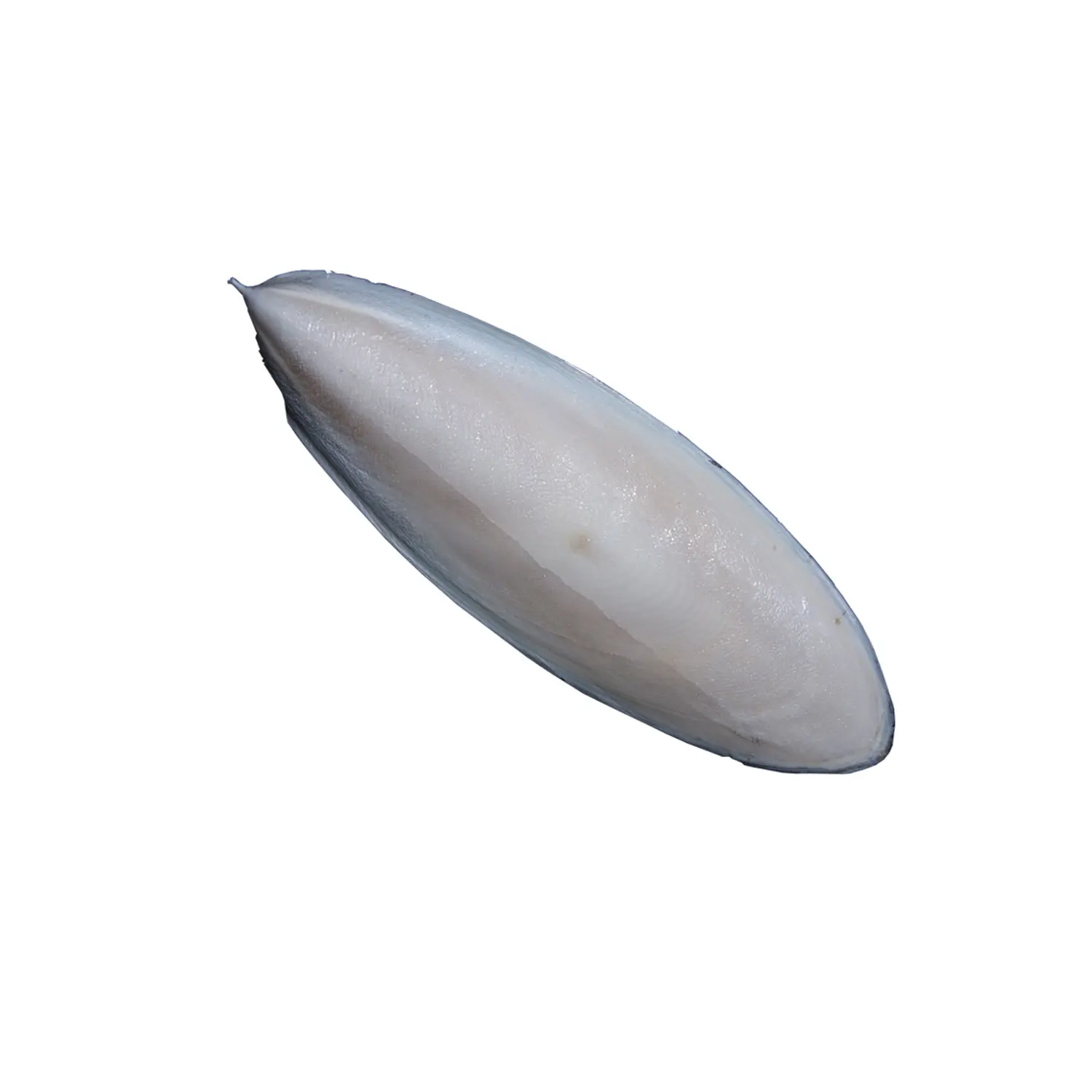 Bulk Cuttle Fish Bone- Cuttlebone Clean For Sale