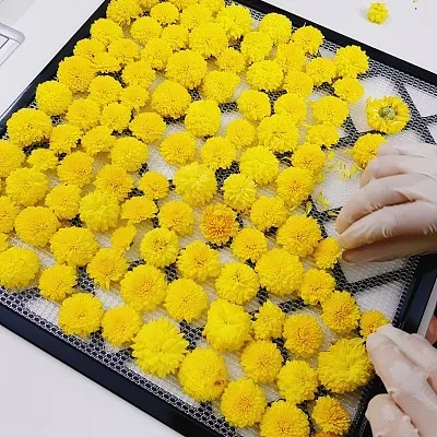 Натуральный чистый сушеный цветок маргаритки-цветочный чай с хризантемой-травяной цветами. Золотые данные MS.SANDY (+ 84 587 176 063) 99