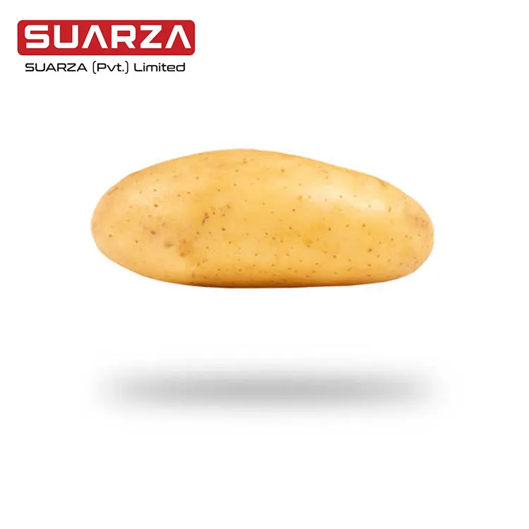 Лучшее качество, Лидер продаж, новый урожай плетеного картофеля, Лучшая цена для Кувейта