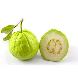 
Guava of Vietnam Green Premium Sweet Style Weight Skin Natural ORIGIN Type Shape Quality 