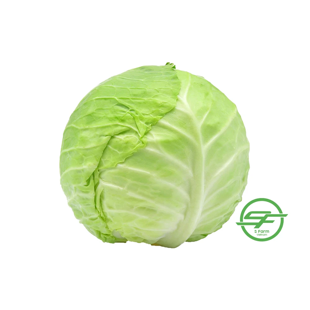 Свежие овощи свежая круглая капуста поставка из Вьетнама