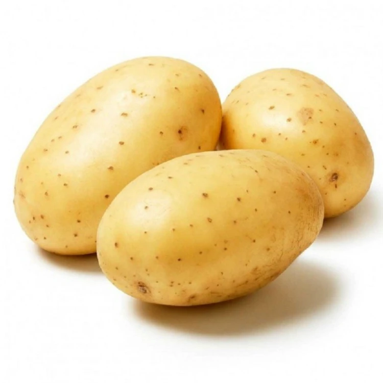 Large fresh holland
