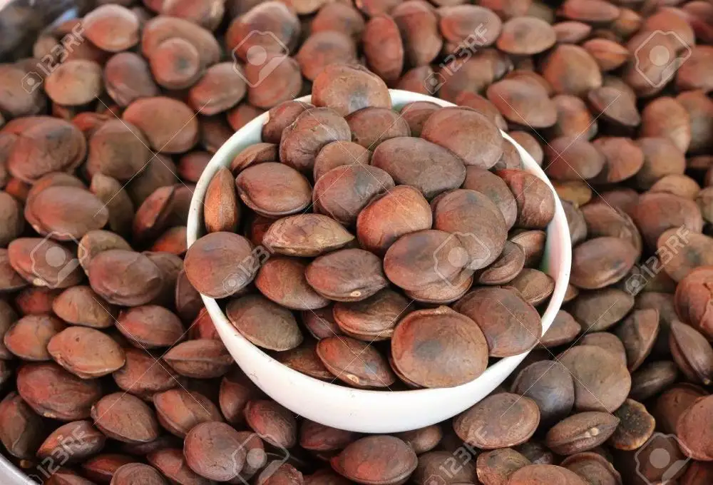 PERU DRIED SACHA INCHI SEED / SACHA INCHI NUTS