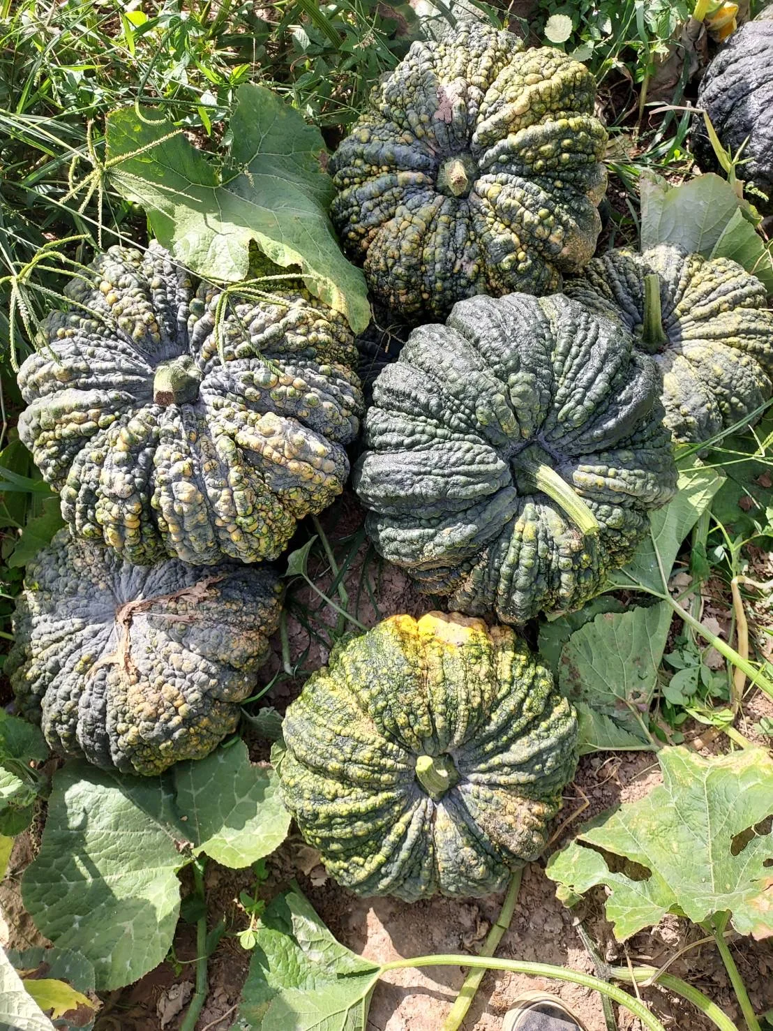 Свежая тайская Тыква высокого качества