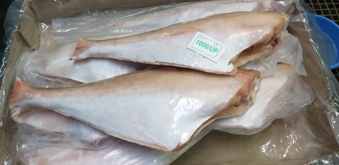 Frozen Leather jacket fish headless gutted tailless from India, Leather jacket fish HGT