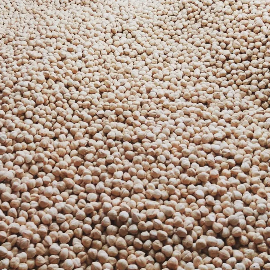 
Wholesale Hazelnut Delicious Hazelnut High Quality Low Price Hazelnut for Export 