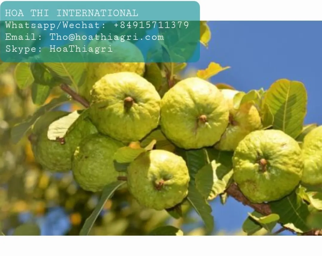 Natural Flavor Common Cultivation Type Oval - round Shape 50-70 mm Size 1Kg Fresh Vietnam Guava Cheap Price